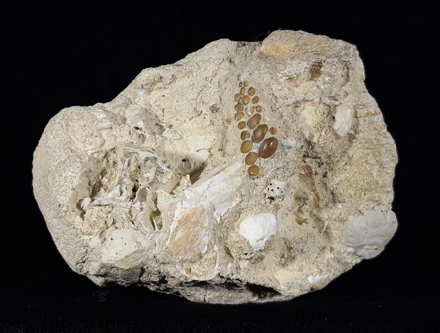 Phacodus punctatus (DIXON 1850) - Bild © FossNet FossilienStore